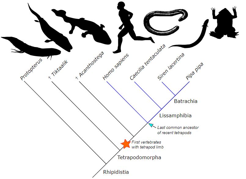 Tetrapoda
